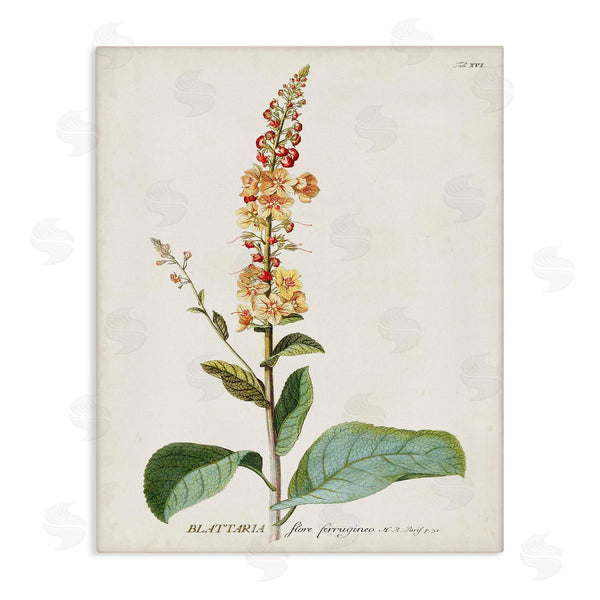 stupell industries Unknown | Scientific Botanical Plant