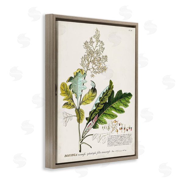 Stupell Industries Unknown | Vintage Botanical Plant Illustration