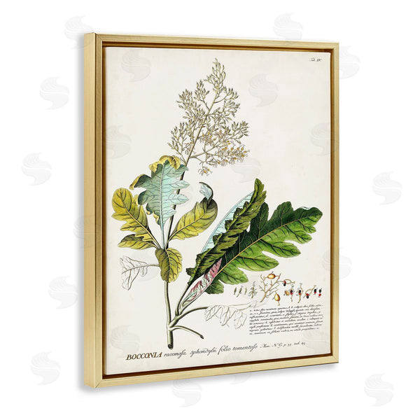 Stupell Industries Unknown | Vintage Botanical Plant Illustration