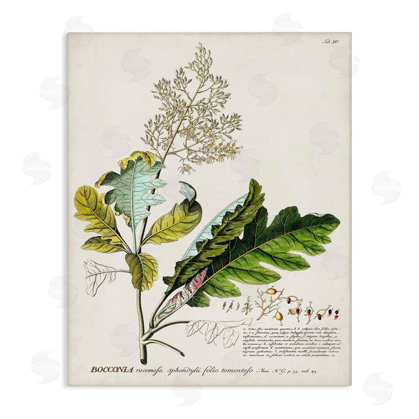 stupell industries Unknown | Vintage Botanical Plant Illustration