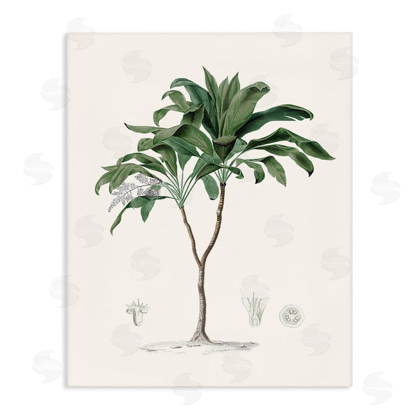 stupell industries Val Rhodes | Coastal Palms Vintage Wall Art