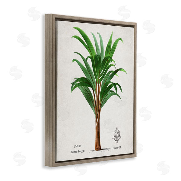Stupell Industries Val Rhodes | Vintage Banana Leaf Palm