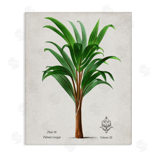 stupell industries Val Rhodes | Vintage Banana Leaf Palm