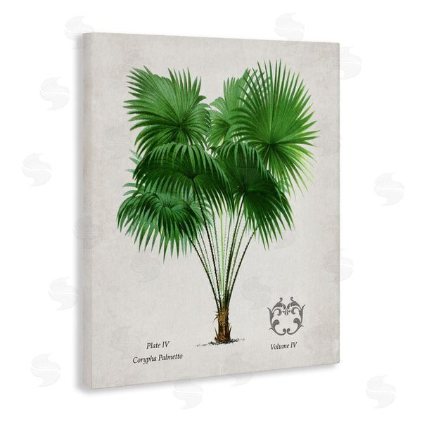 Stupell Industries Val Rhodes | Vintage Fan Palm Plant