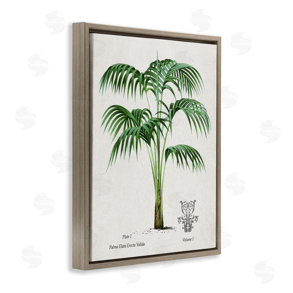 Stupell Industries Val Rhodes | Vintage Palm Illustration