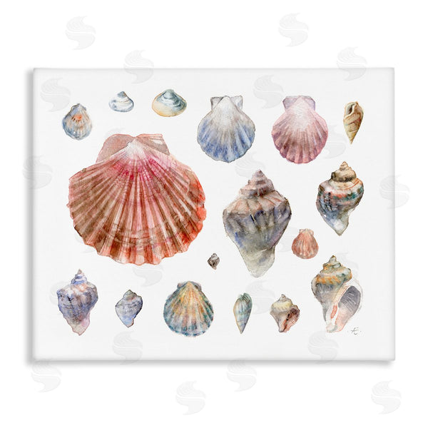 stupell industries Verbrugge Watercolor | Nautical Shell Watercolor Study Patterned Aquatic Life Wall Art