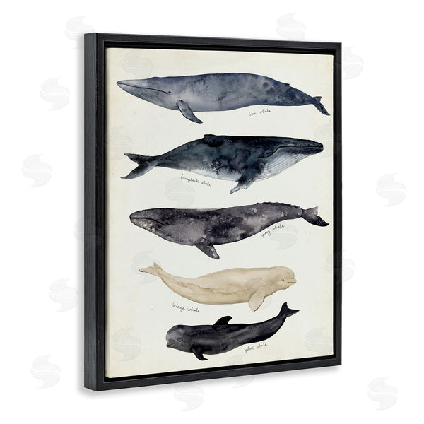 Stupell Industries Victoria Barnes | Antique Whale Chart Large Vintage Nautical Animals Wall Art
