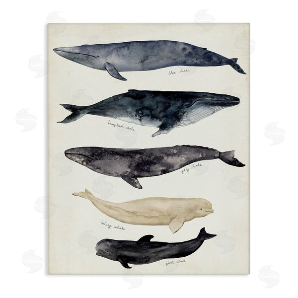 stupell industries Victoria Barnes | Antique Whale Chart Large Vintage Nautical Animals Wall Art