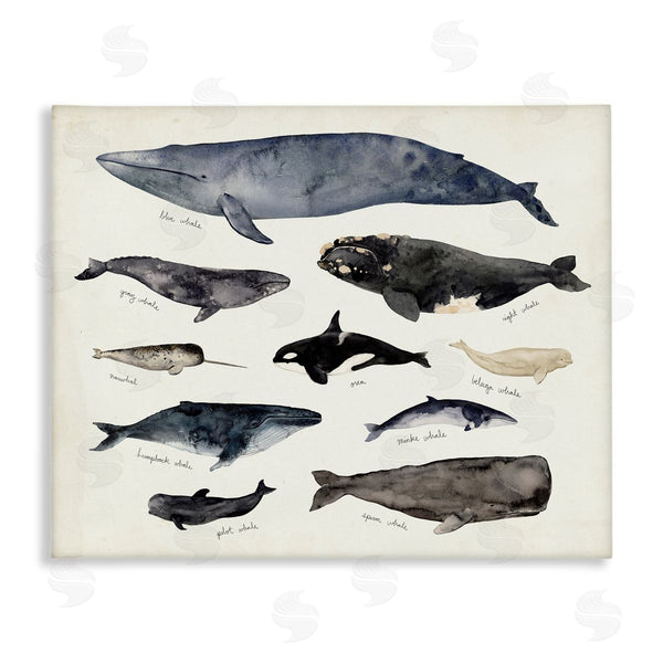 stupell industries Victoria Barnes | Vintage Nautical Chart of Whales Ocean Life