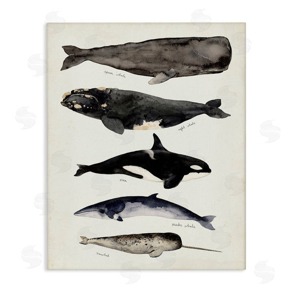 stupell industries Victoria Barnes | Vintage Watercolor Whale Chart Large Aquatic Animals Wall Art