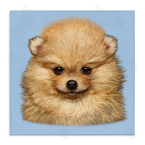 stupell industries Vincent Hie | Pomeranian Face on Blue
