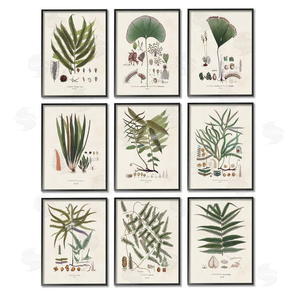 Stupell Industries Vision Studio | Antique Leaves Vintage Studies Wall Art