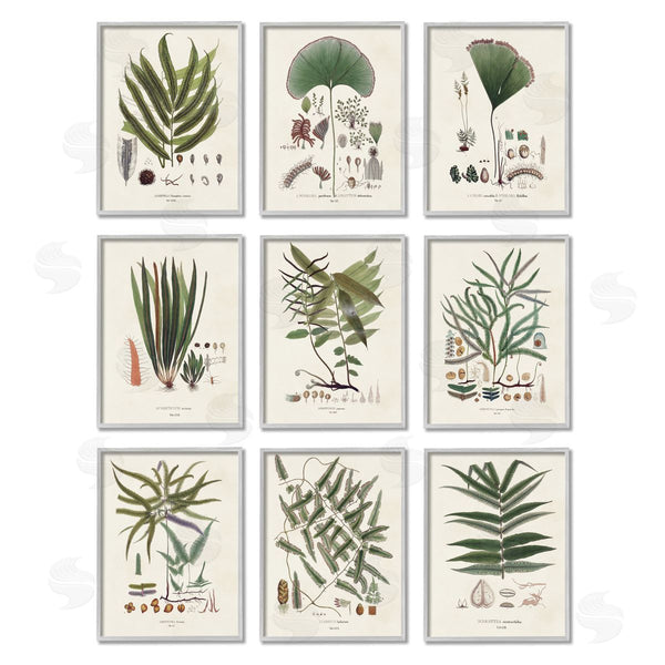 Stupell Industries Vision Studio | Antique Leaves Vintage Studies Wall Art