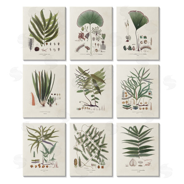 stupell industries Vision Studio | Antique Leaves Vintage Studies Wall Art