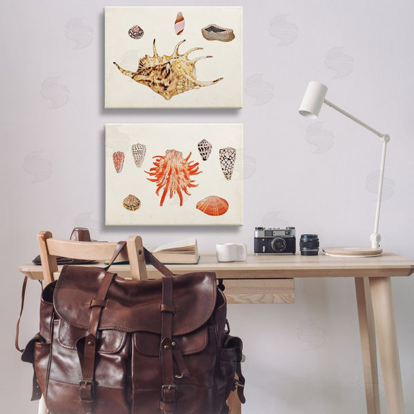 Stupell Industries Vision Studio | Antique Shell Anthology Wall Art