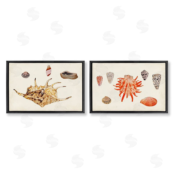 Stupell Industries Vision Studio | Antique Shell Anthology Wall Art