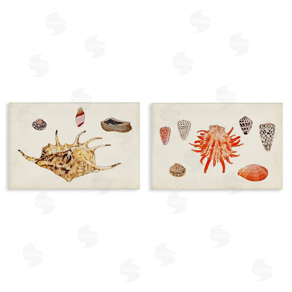 stupell industries Vision Studio | Antique Shell Anthology Wall Art