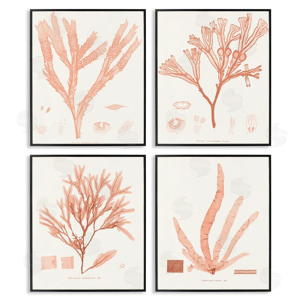Stupell Industries Vision Studio | Coral Red Seaweed Vintage Scientific Study Wall Art