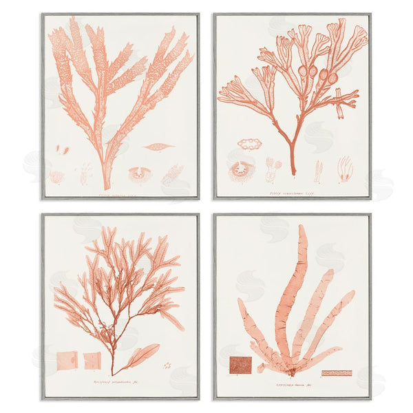 Stupell Industries Vision Studio | Coral Red Seaweed Vintage Scientific Study Wall Art