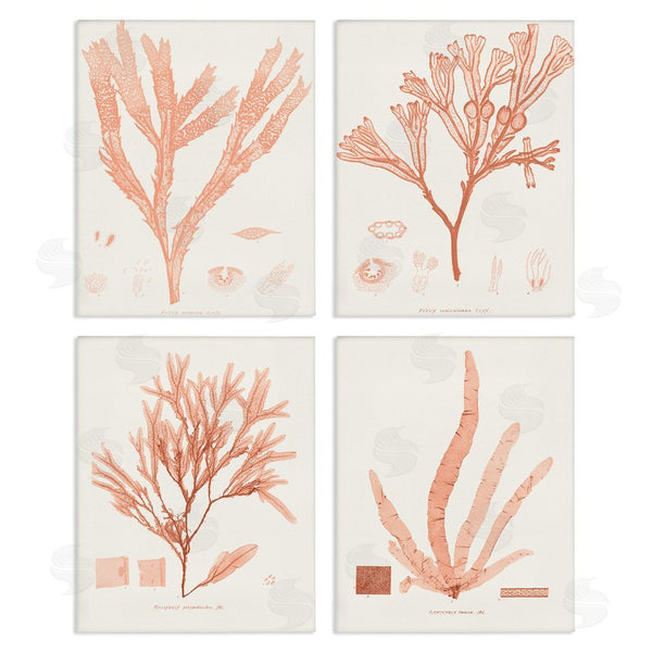 stupell industries Vision Studio | Coral Red Seaweed Vintage Scientific Study Wall Art