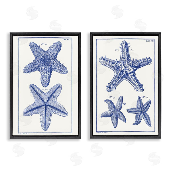 Stupell Industries Vision Studio | Diagram Of A Starfish Wall Art