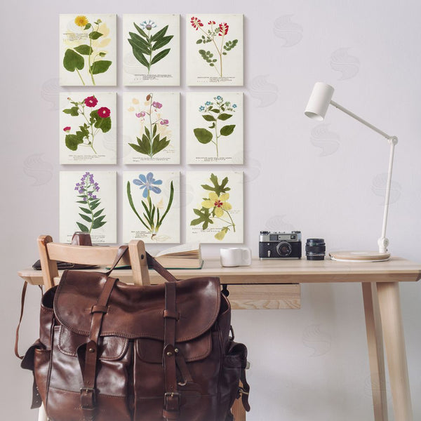 Stupell Industries Vision Studio | Latin Botanical Flower Study Vintage Illustrations Wall Art