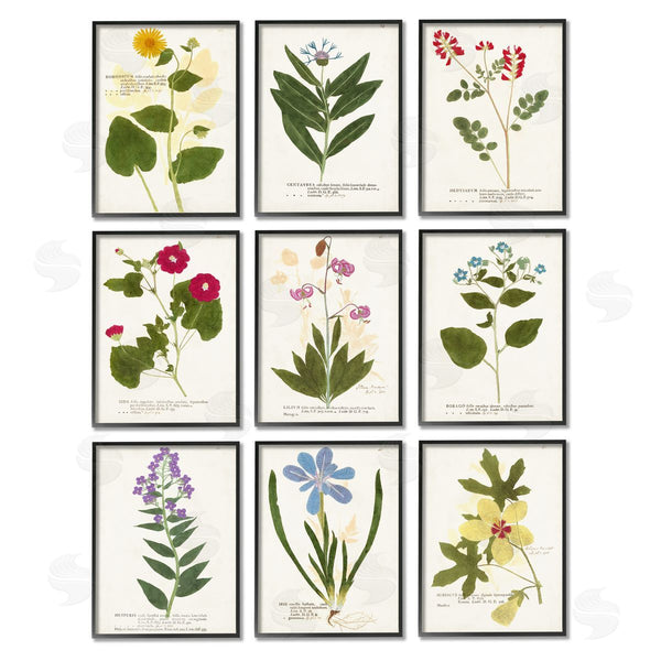 Stupell Industries Vision Studio | Latin Botanical Flower Study Vintage Illustrations Wall Art