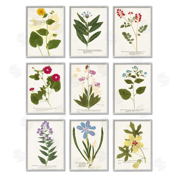 Stupell Industries Vision Studio | Latin Botanical Flower Study Vintage Illustrations Wall Art