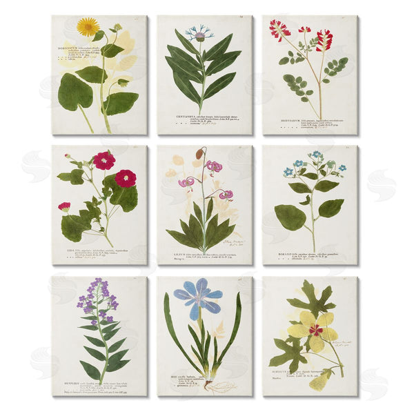 stupell industries Vision Studio | Latin Botanical Flower Study Vintage Illustrations Wall Art