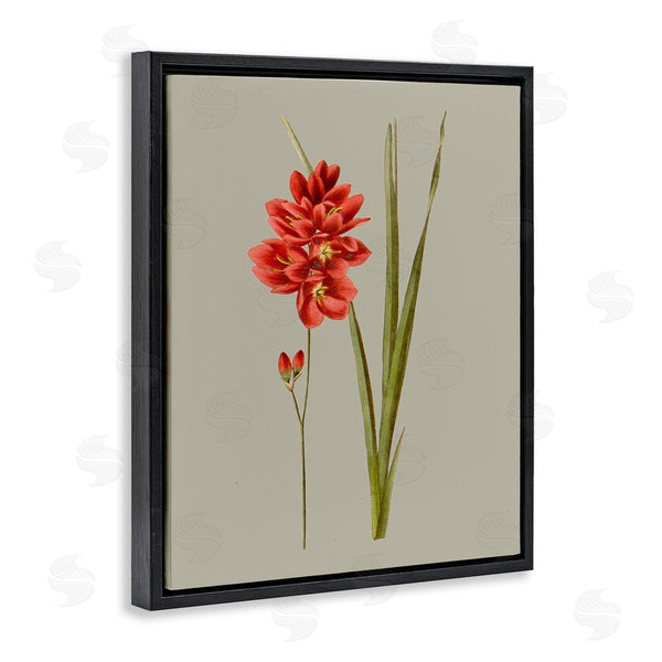 Stupell Industries Vision Studio | Red Traditional Botanical Wall Art