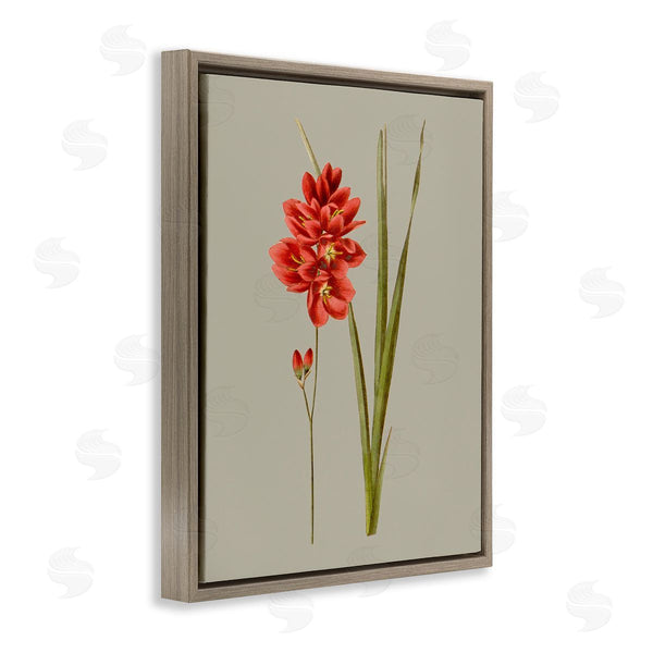 Stupell Industries Vision Studio | Red Traditional Botanical Wall Art