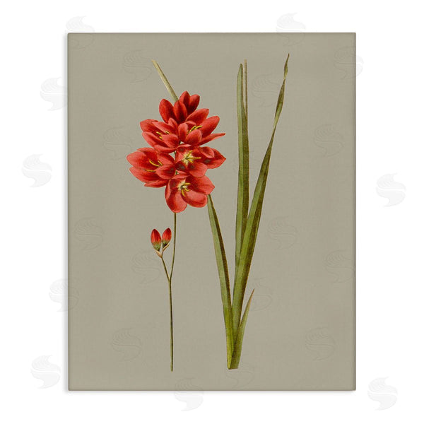 stupell industries Vision Studio | Red Traditional Botanical Wall Art