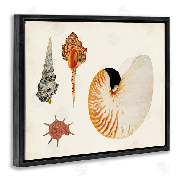 Stupell Industries Vision Studio | Vintage Nautilus And Spiral Shells