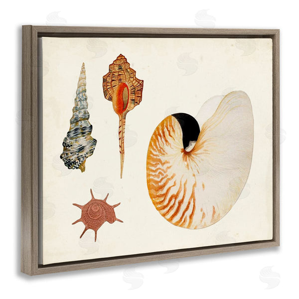 Stupell Industries Vision Studio | Vintage Nautilus And Spiral Shells