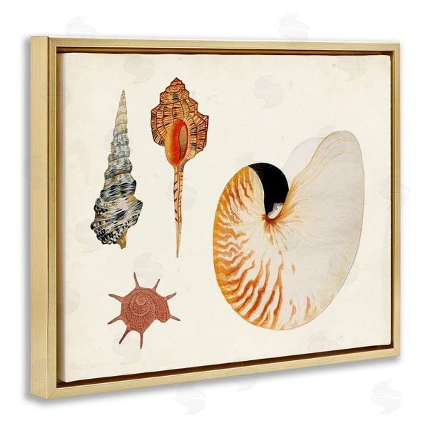 Stupell Industries Vision Studio | Vintage Nautilus And Spiral Shells