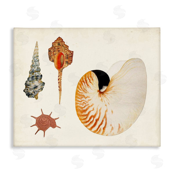 stupell industries Vision Studio | Vintage Nautilus and Spiral Shells