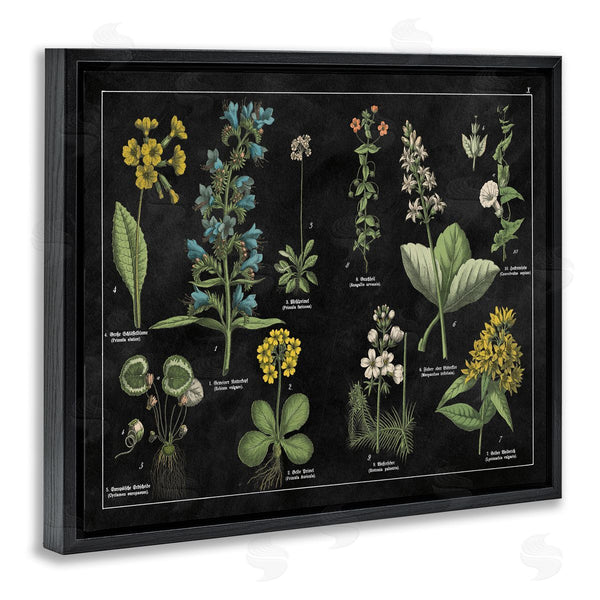 Stupell Industries Wild Apple Portfolio | Antique Wild Flower Chart