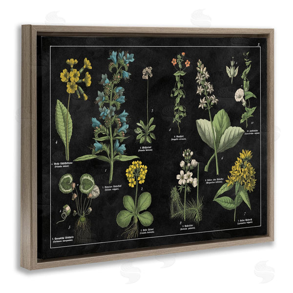 Stupell Industries Wild Apple Portfolio | Antique Wild Flower Chart