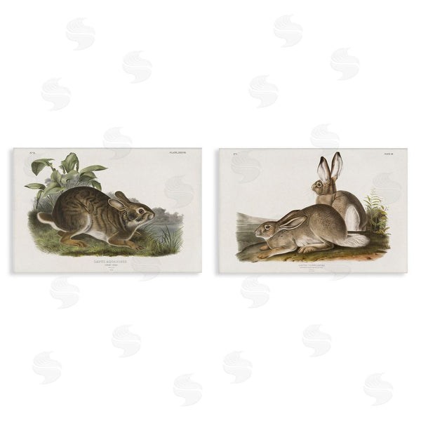 stupell industries Wild Apple Portfolio | Gentle Resting Cottage Rabbit Wall Art
