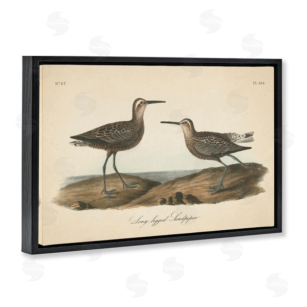 Stupell Industries Wild Apple Portfolio | Long Legged Sandpiper