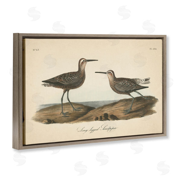Stupell Industries Wild Apple Portfolio | Long Legged Sandpiper