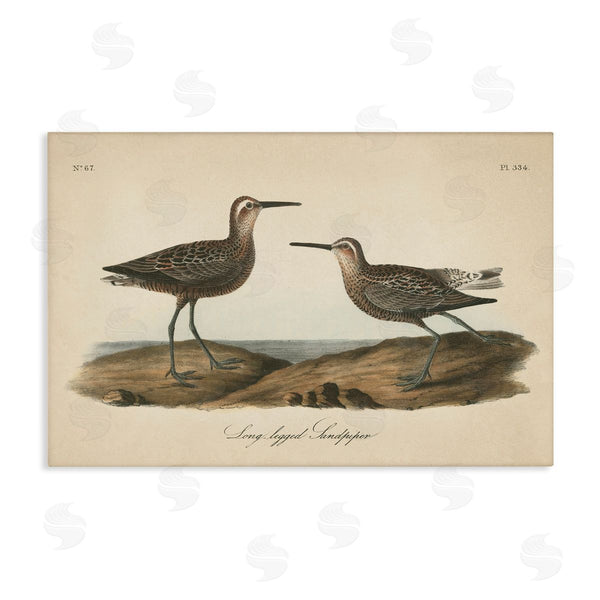 stupell industries Wild Apple Portfolio | Long Legged Sandpiper