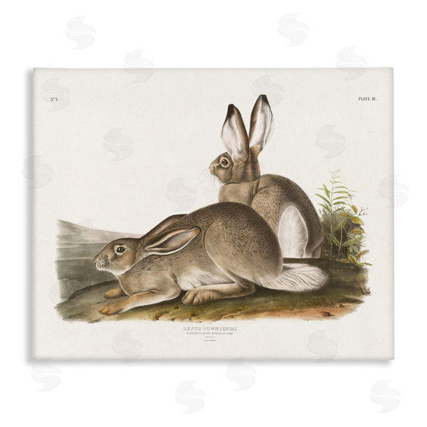 stupell industries Wild Apple Portfolio | Traditional Cottage Hare