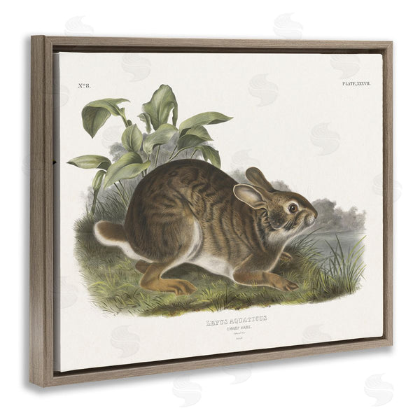 Stupell Industries Wild Apple Portfolio | Vintage Cottage Hare