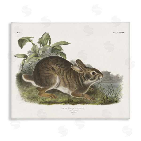 stupell industries Wild Apple Portfolio | Vintage Cottage Hare
