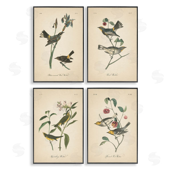 Stupell Industries Wild Apple Portfolio | Vintage Study Birds & Plants Wall Art