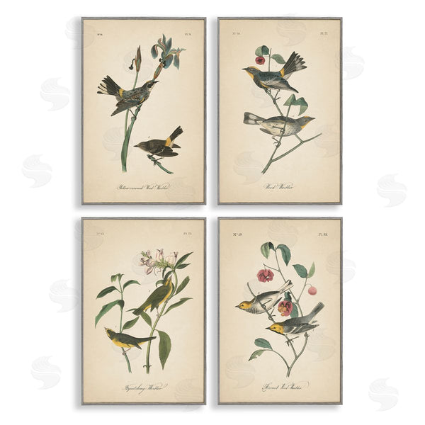 Stupell Industries Wild Apple Portfolio | Vintage Study Birds & Plants Wall Art