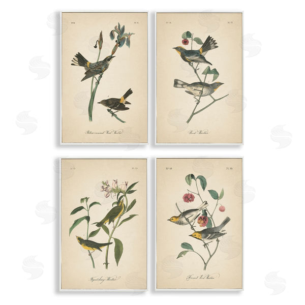 Stupell Industries Wild Apple Portfolio | Vintage Study Birds & Plants Wall Art