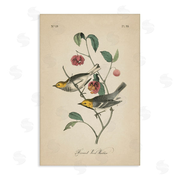 stupell industries Wild Apple Portfolio | Vintage Warbler and Plants