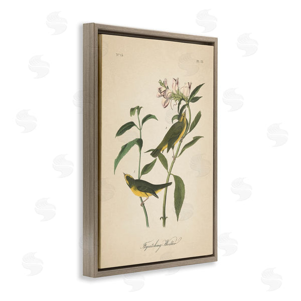 Stupell Industries Wild Apple Portfolio | Vintage Warbler Diagram